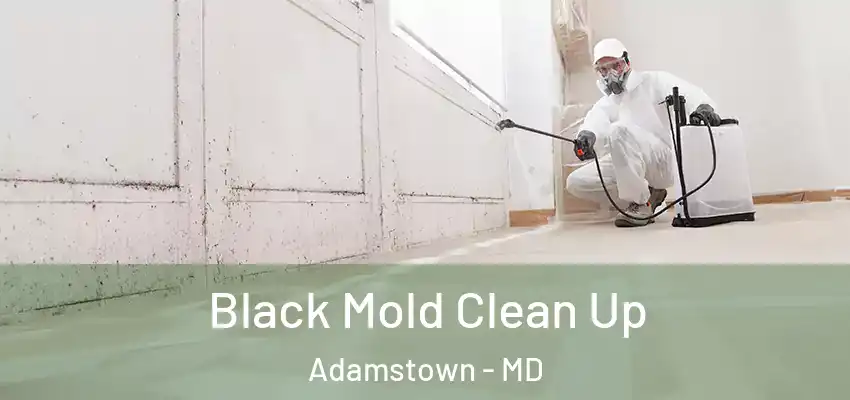 Black Mold Clean Up Adamstown - MD