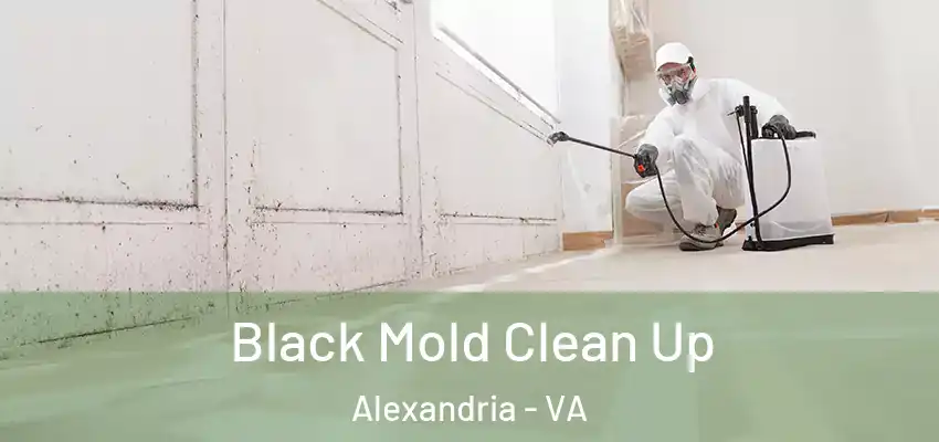 Black Mold Clean Up Alexandria - VA