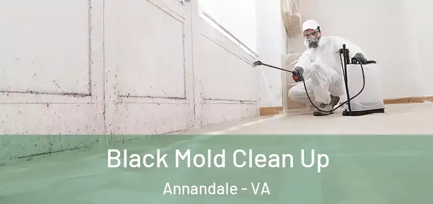 Black Mold Clean Up Annandale - VA