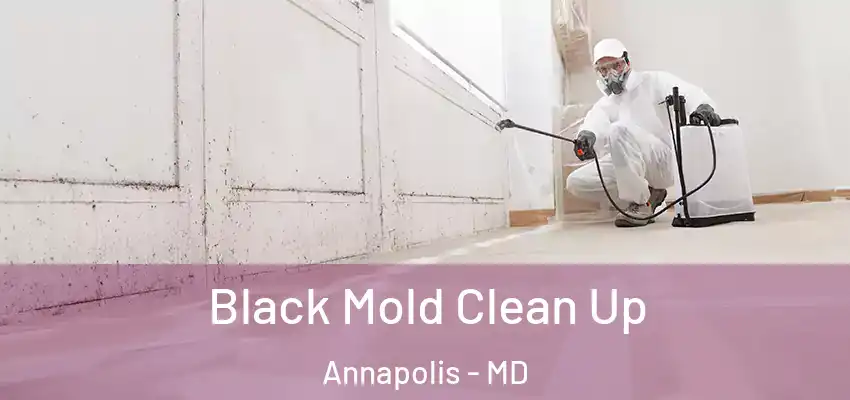 Black Mold Clean Up Annapolis - MD