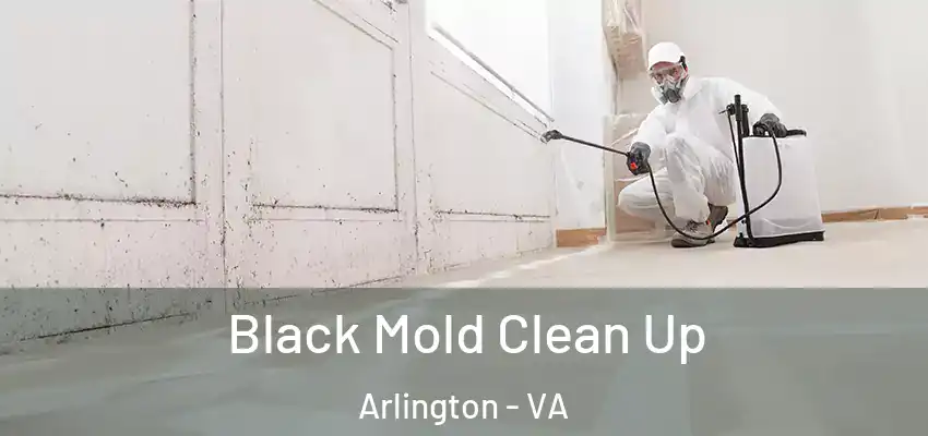 Black Mold Clean Up Arlington - VA