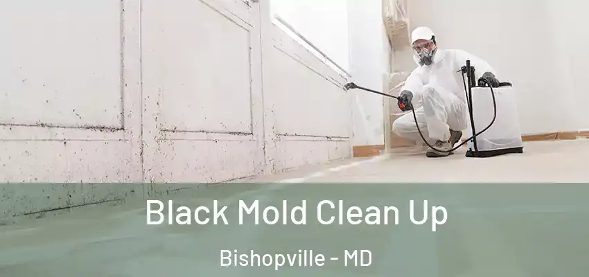 Black Mold Clean Up Bishopville - MD