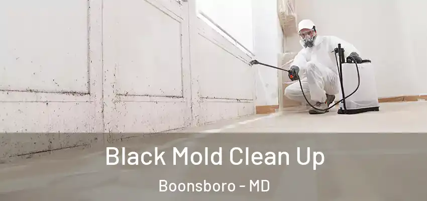Black Mold Clean Up Boonsboro - MD