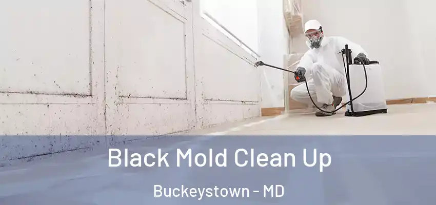 Black Mold Clean Up Buckeystown - MD