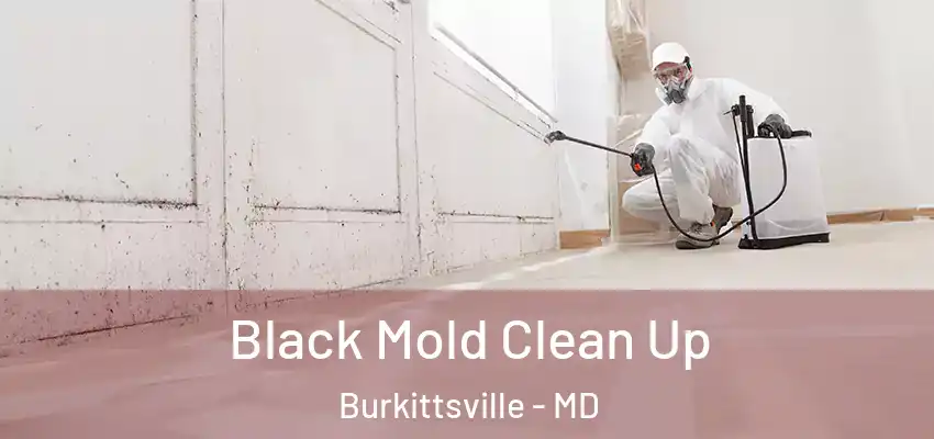 Black Mold Clean Up Burkittsville - MD