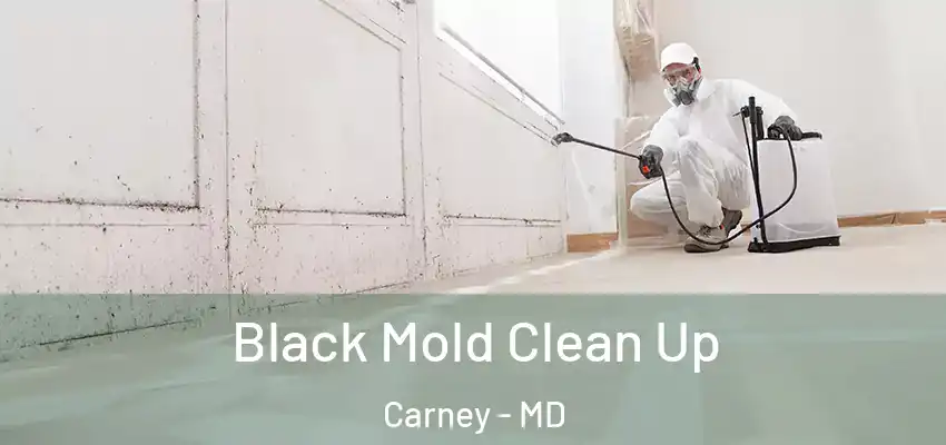 Black Mold Clean Up Carney - MD