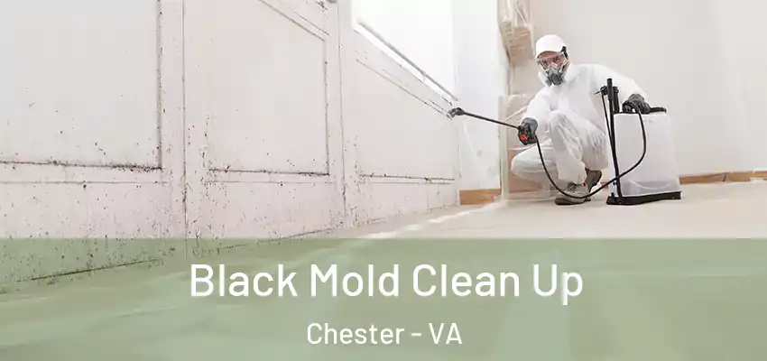 Black Mold Clean Up Chester - VA