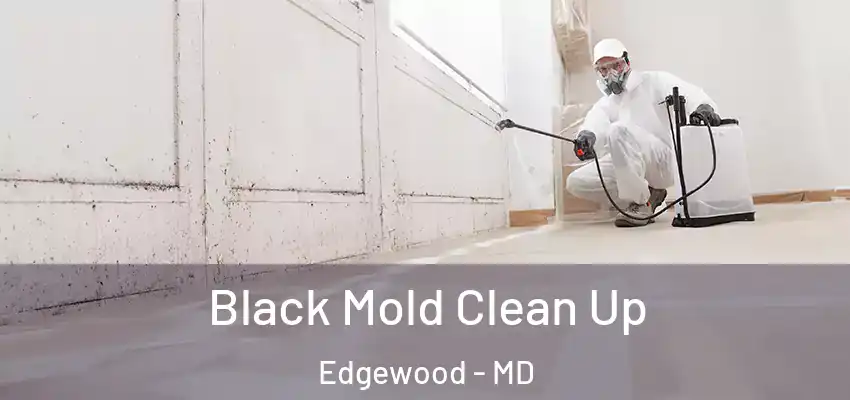  Black Mold Clean Up Edgewood - MD