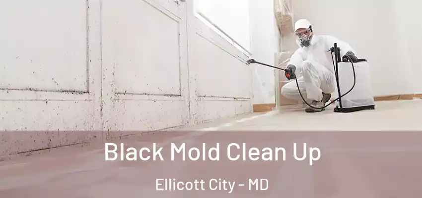 Black Mold Clean Up Ellicott City - MD