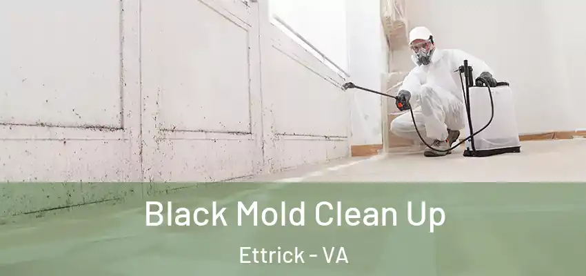 Black Mold Clean Up Ettrick - VA
