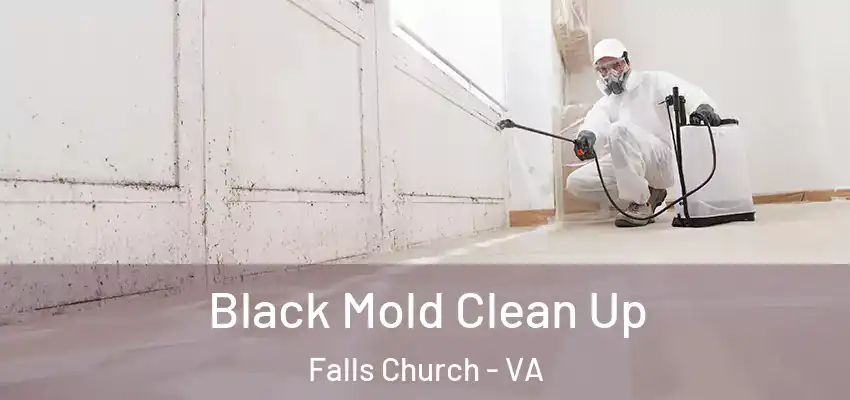  Black Mold Clean Up Falls Church - VA