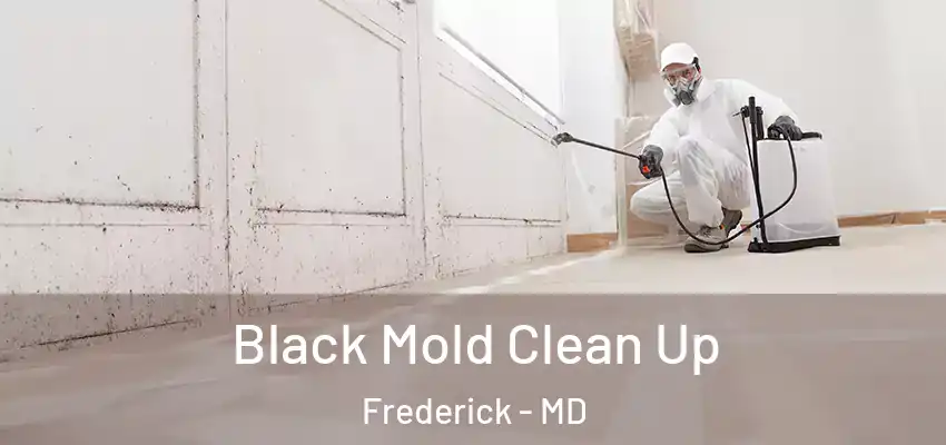 Black Mold Clean Up Frederick - MD