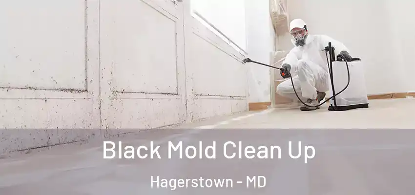 Black Mold Clean Up Hagerstown - MD