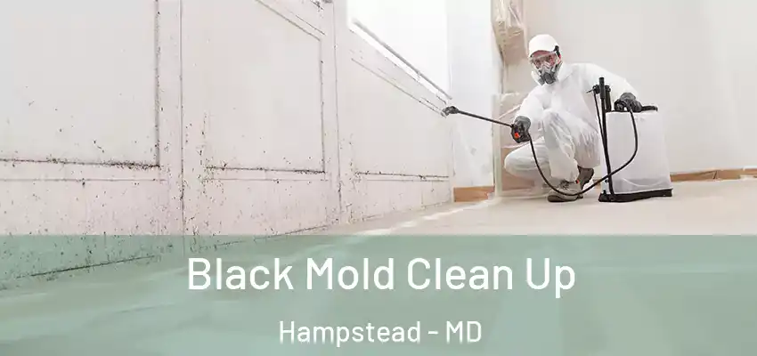  Black Mold Clean Up Hampstead - MD