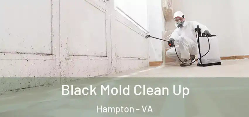 Black Mold Clean Up Hampton - VA