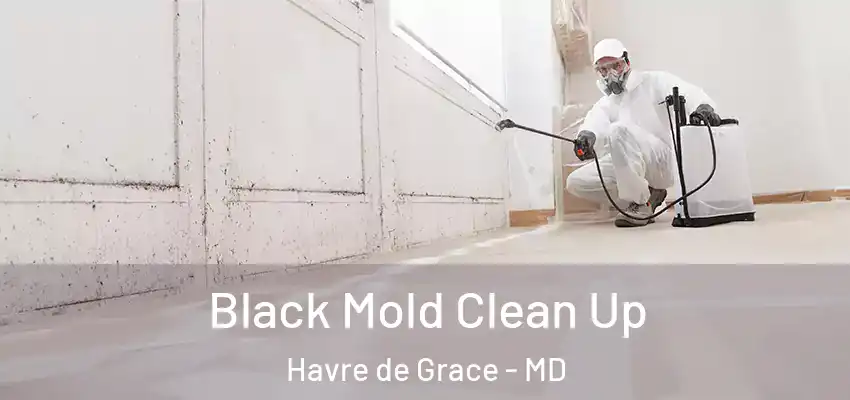  Black Mold Clean Up Havre de Grace - MD