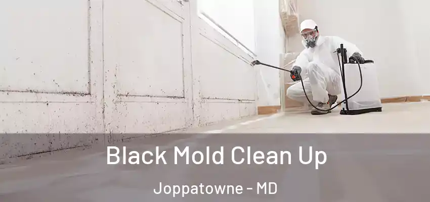 Black Mold Clean Up Joppatowne - MD