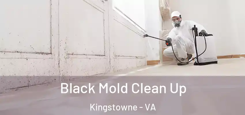  Black Mold Clean Up Kingstowne - VA