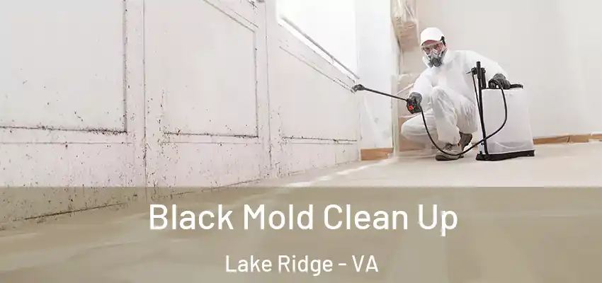 Black Mold Clean Up Lake Ridge - VA