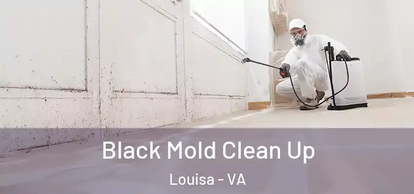 Black Mold Clean Up Louisa - VA