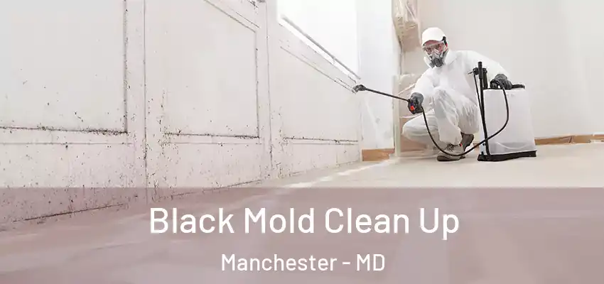  Black Mold Clean Up Manchester - MD