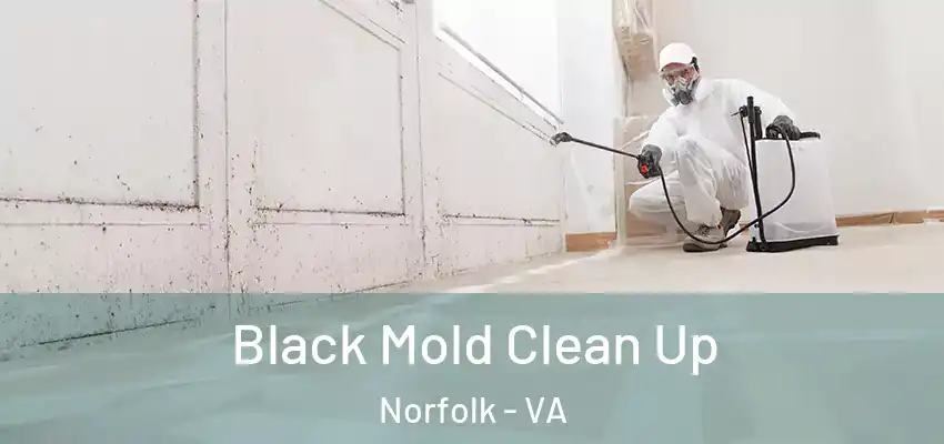  Black Mold Clean Up Norfolk - VA