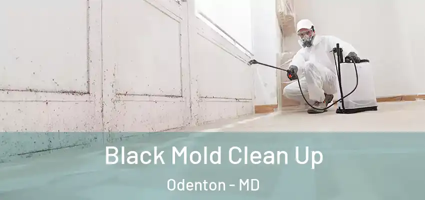  Black Mold Clean Up Odenton - MD