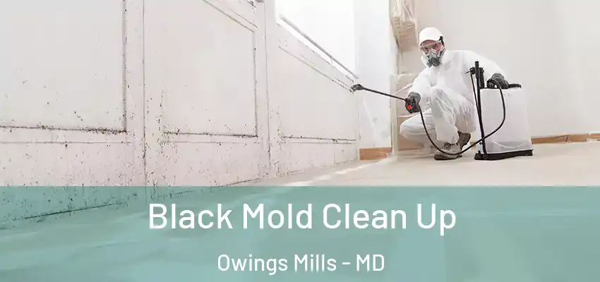  Black Mold Clean Up Owings Mills - MD