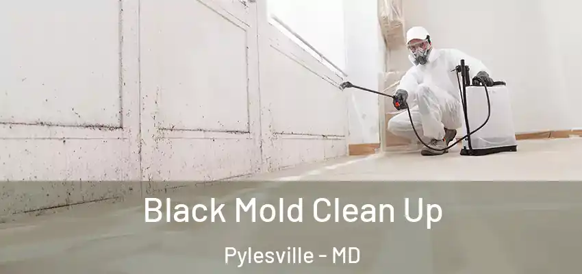  Black Mold Clean Up Pylesville - MD