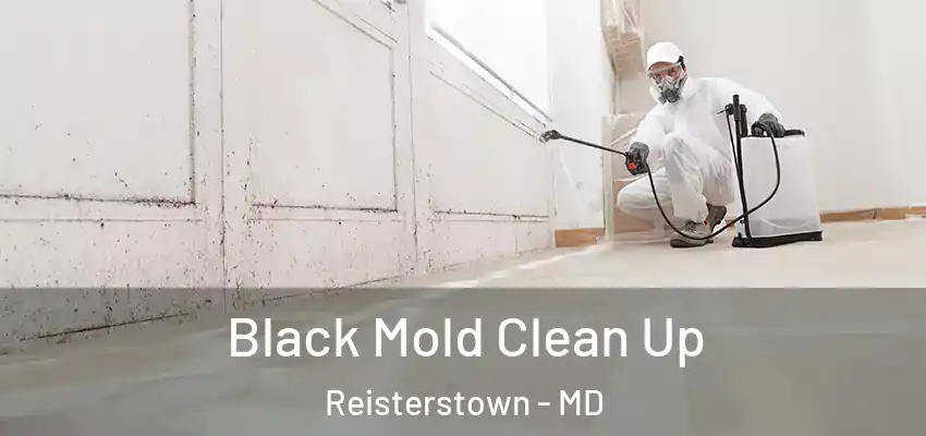  Black Mold Clean Up Reisterstown - MD