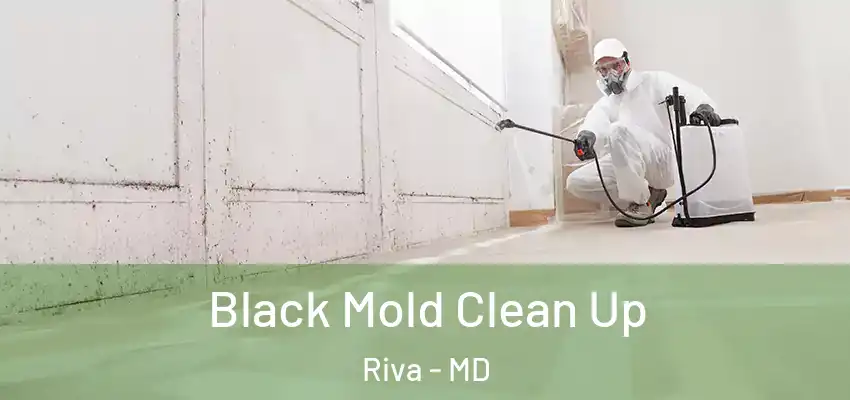  Black Mold Clean Up Riva - MD