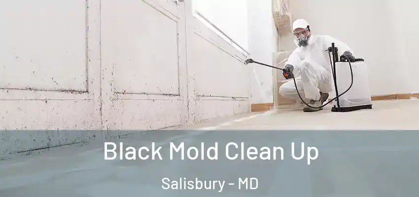  Black Mold Clean Up Salisbury - MD