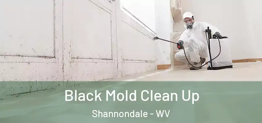Black Mold Clean Up Shannondale - WV