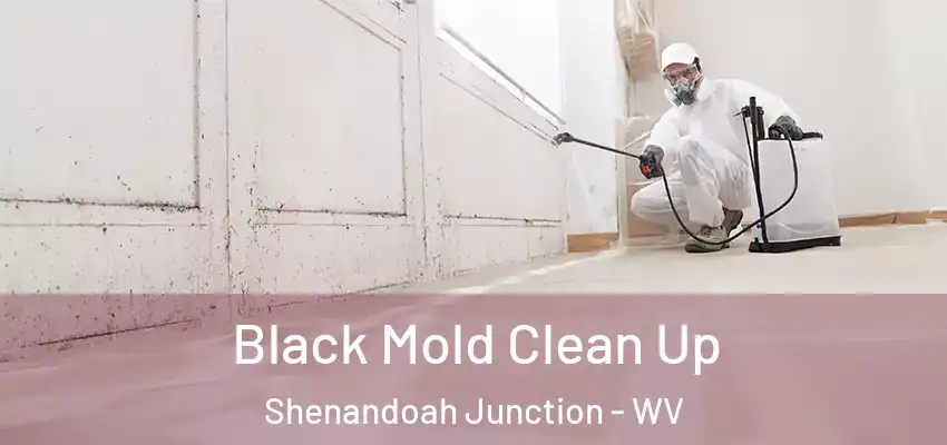 Black Mold Clean Up Shenandoah Junction - WV