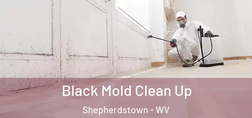 Black Mold Clean Up Shepherdstown - WV
