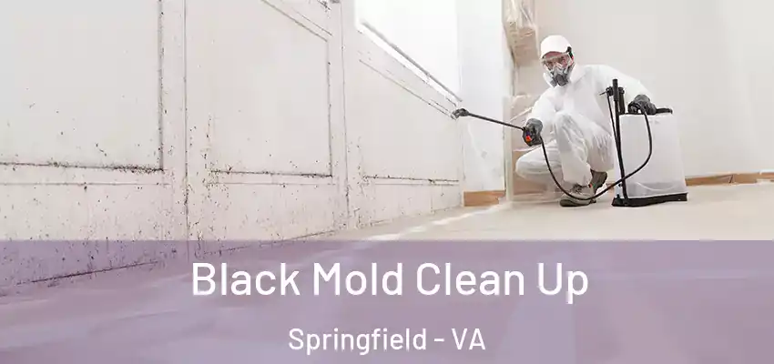 Black Mold Clean Up Springfield - VA