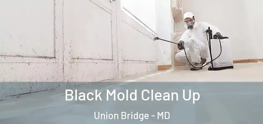Black Mold Clean Up Union Bridge - MD