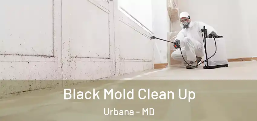 Black Mold Clean Up Urbana - MD