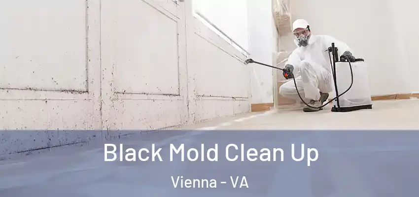 Black Mold Clean Up Vienna - VA