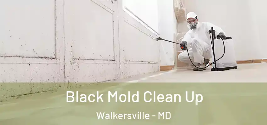  Black Mold Clean Up Walkersville - MD