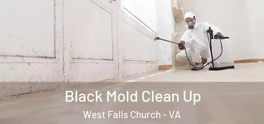  Black Mold Clean Up West Falls Church - VA