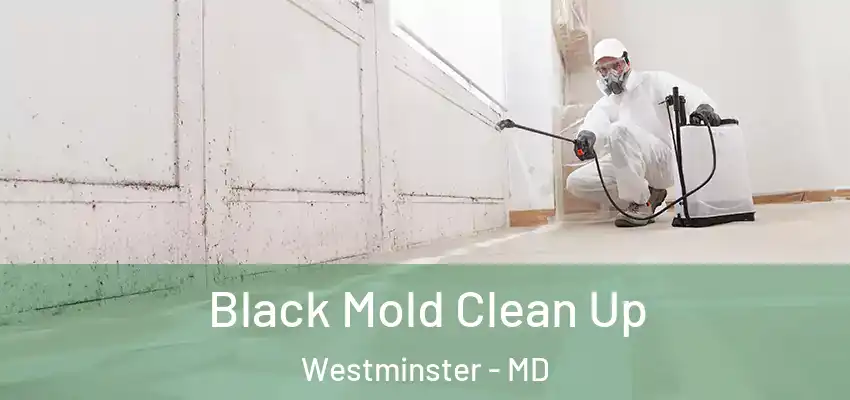  Black Mold Clean Up Westminster - MD