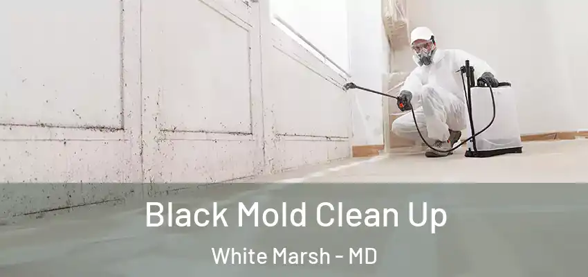  Black Mold Clean Up White Marsh - MD