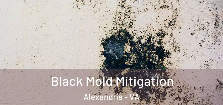  Black Mold Mitigation Alexandria - VA
