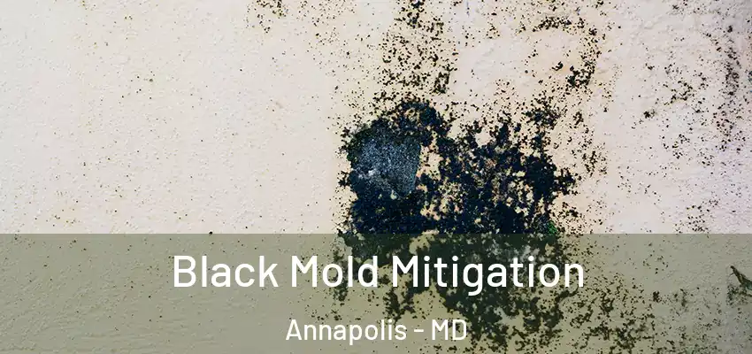 Black Mold Mitigation Annapolis - MD