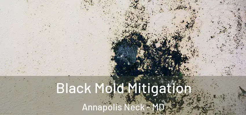  Black Mold Mitigation Annapolis Neck - MD