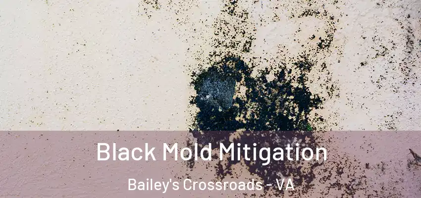 Black Mold Mitigation Bailey's Crossroads - VA