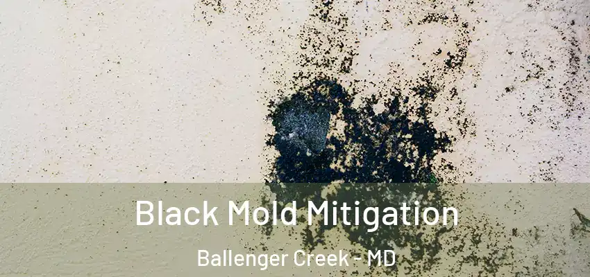Black Mold Mitigation Ballenger Creek - MD