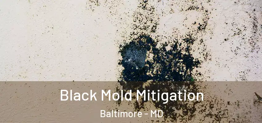  Black Mold Mitigation Baltimore - MD