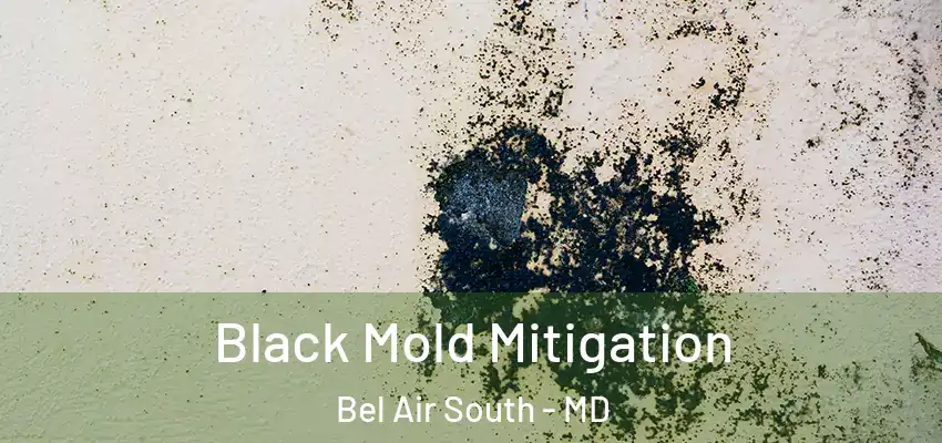 Black Mold Mitigation Bel Air South - MD